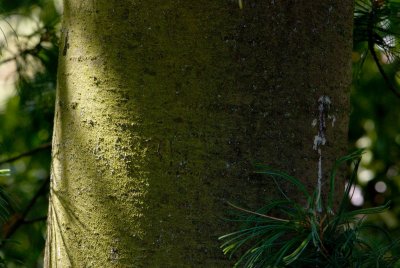 Pinus strobus 'Contorta' - borovice hedvábná, vejmutovka - kůra